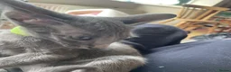Oriental cats for sale: 2. stunning oriental kittens now available  - Advert 21