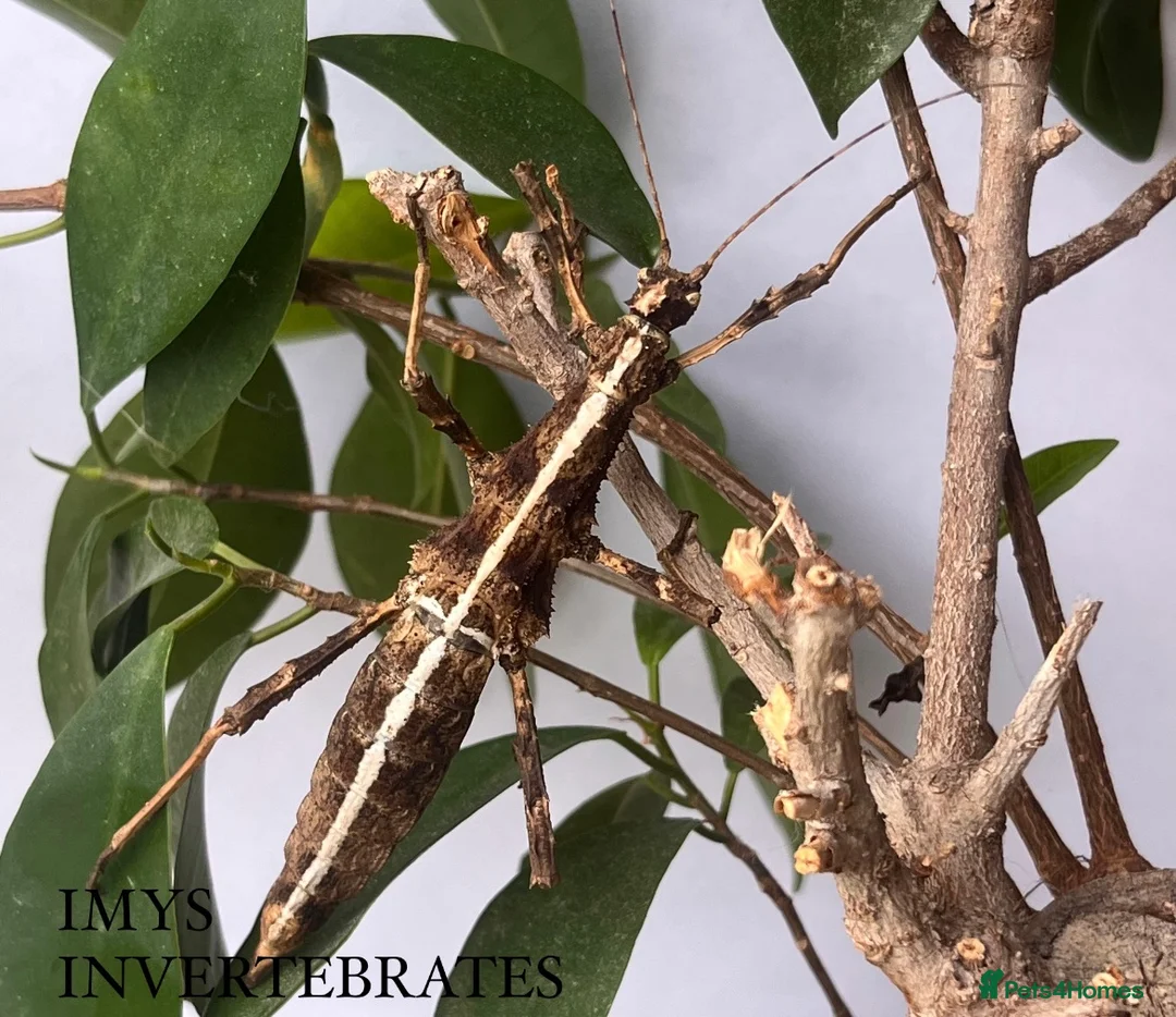 Stick Insects invertebrates for sale: X5 SUNNY STICK INSECTS HAPPY TO SHIP!! - Advert 1