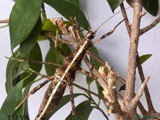 Stick Insects invertebrates X5 SUNNY STICK INSECTS HAPPY TO SHIP!! - Advert 20
