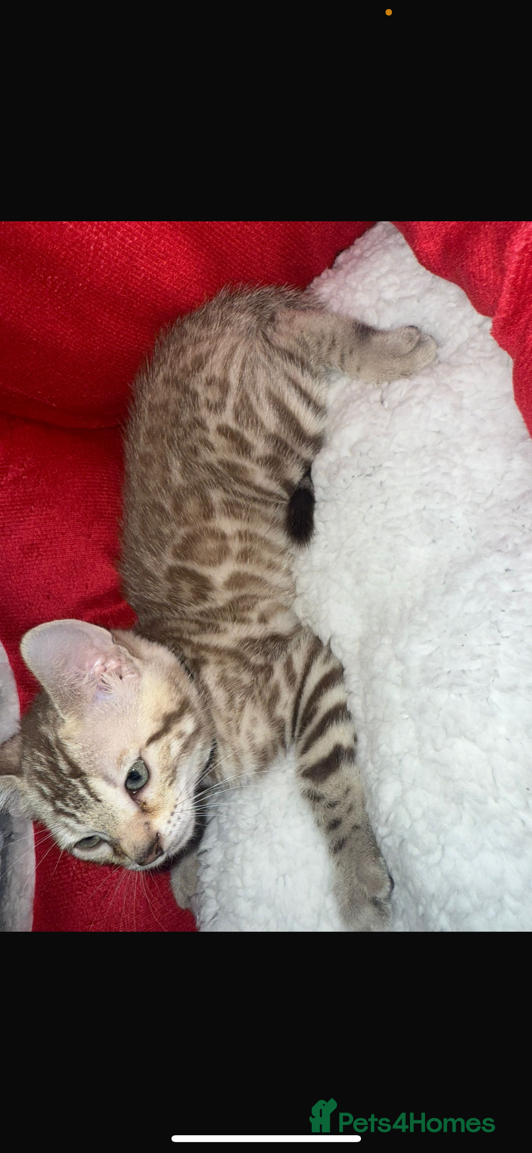 Bengal cats for sale: 🐆Bella's Bengals🐆 - Advert 33