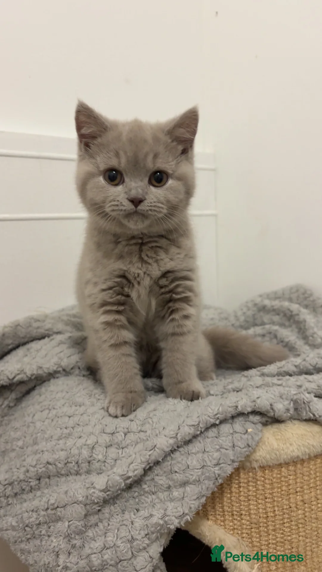 British Shorthair cats for sale: British shorthair  - Advert 1
