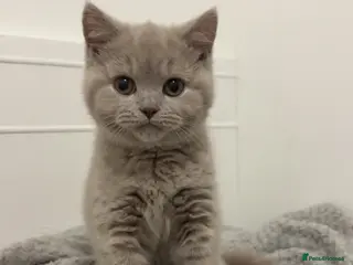 British Shorthair cats British shorthair - Advert 2