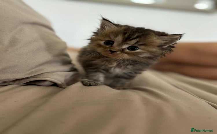 Persian cats - Advert 1