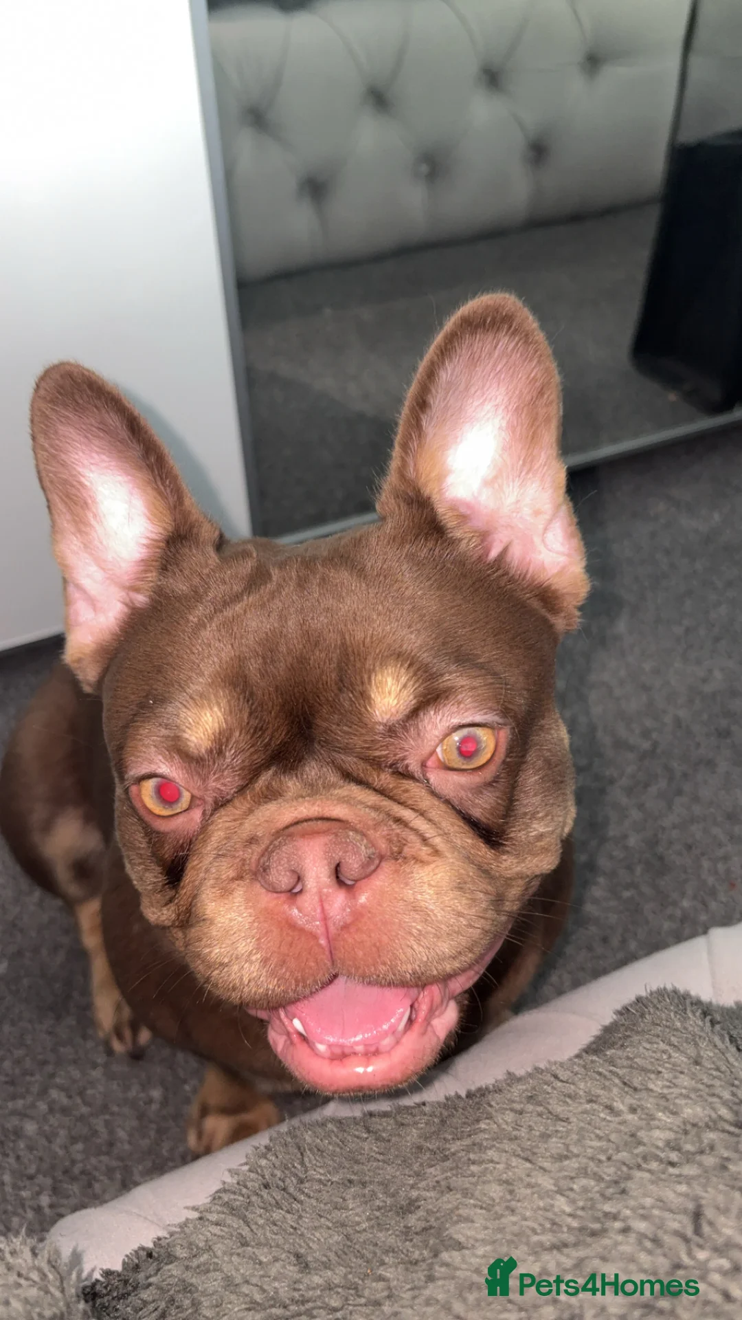 French Bulldog dogs for sale: French bulldog for sale  - Advert 2