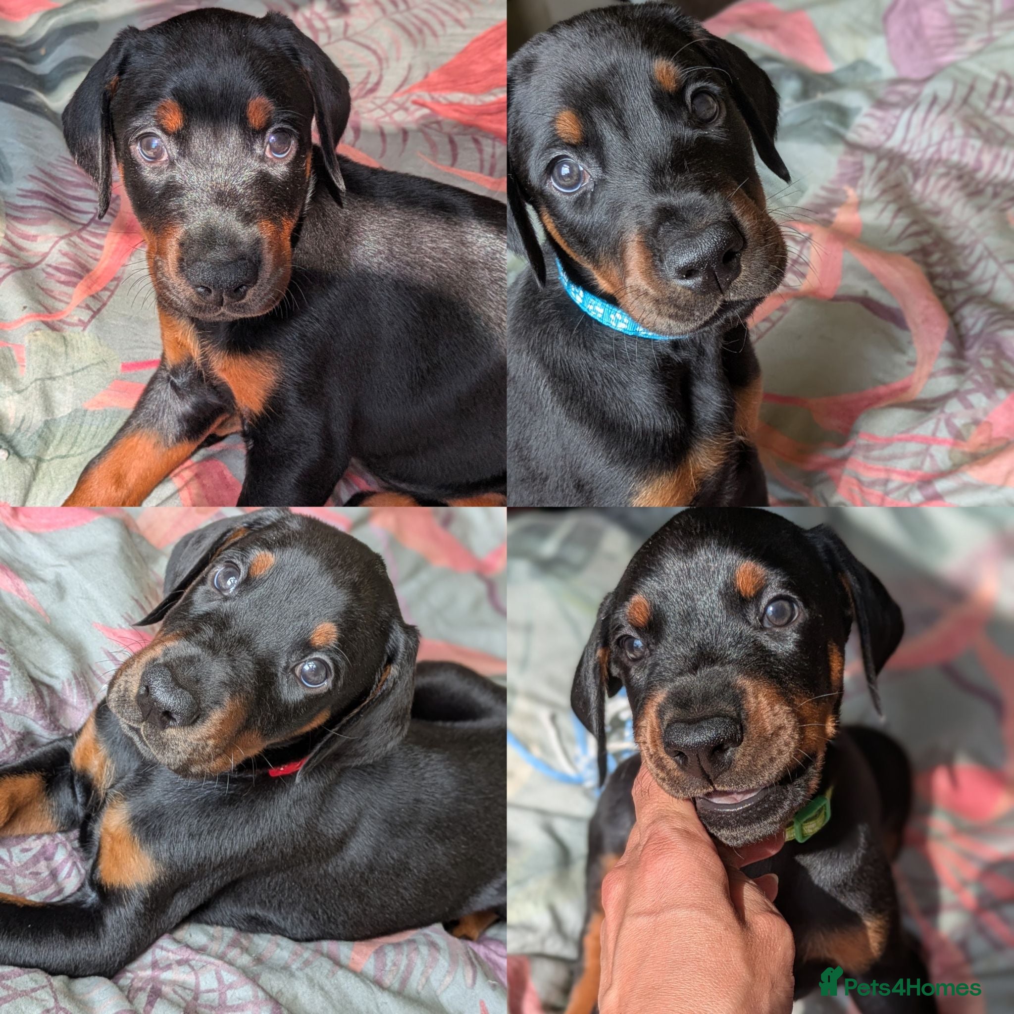 Dobermann dogs Available for new homes!KC✅vaccination✅ microchip✅ - Advert 6