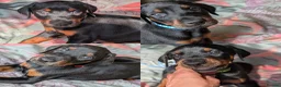 Dobermann dogs for sale: Ready for new homes today!Vaccination✅ microchip✅ - Advert 9