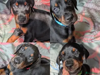 Dobermann dogs Available for new homes!KC✅vaccination✅ microchip✅ - Advert 6