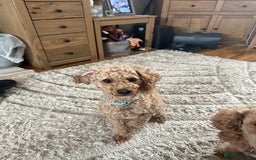 Cavapoochon dogs for sale: Beautiful cavapoochon puppies - Image 12