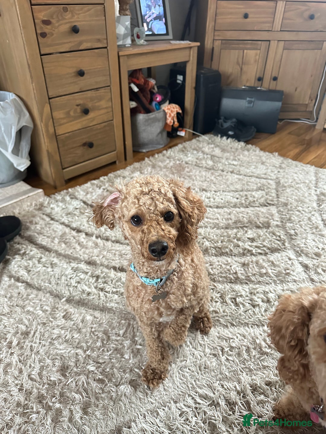 Cavapoochon dogs for sale: Beautiful cavapoochon puppies - Image 12