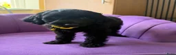 Cockapoo dogs for sale: Stunning F1B Cockapoos - DNA Clear- READY TO LEAVE - Advert 14