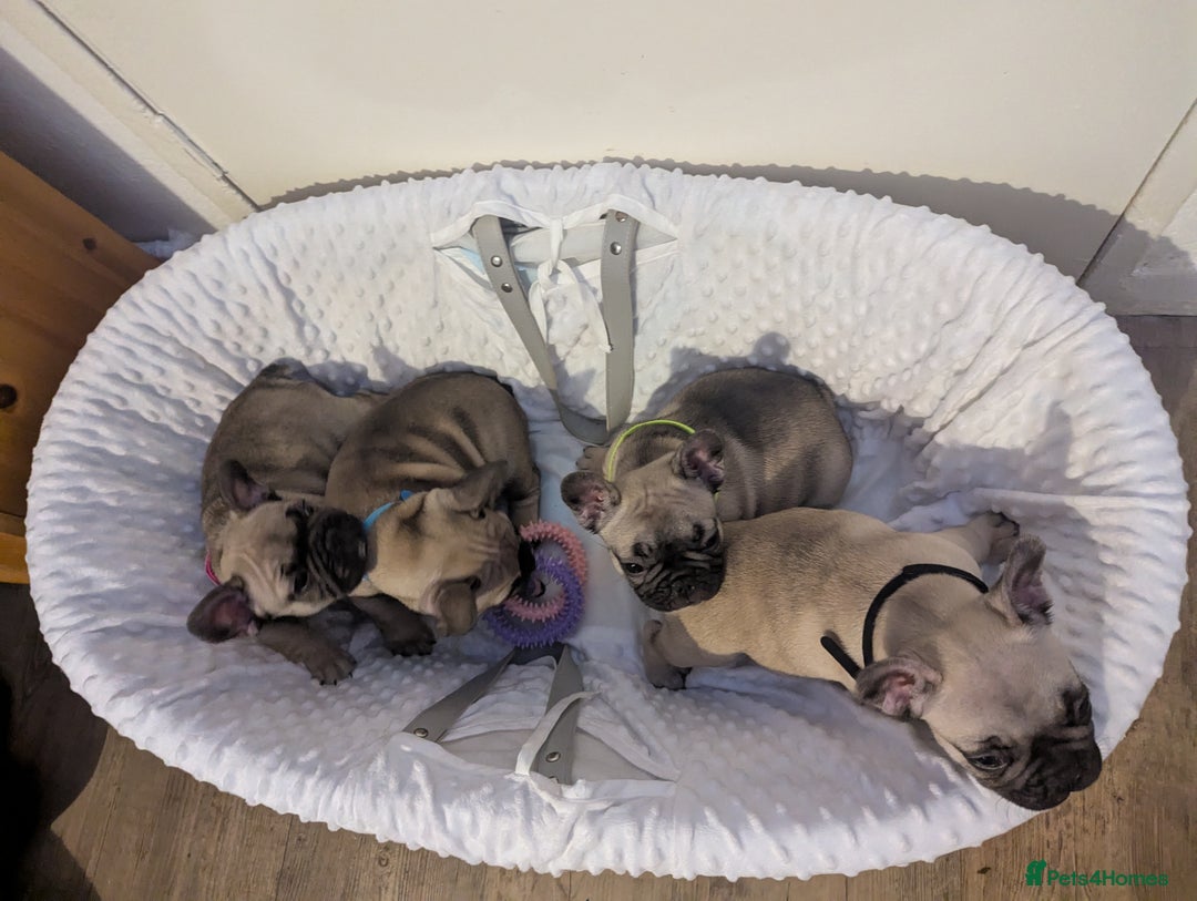 French Bulldog dogs for sale: French Bulldog Puppies  - Image 5
