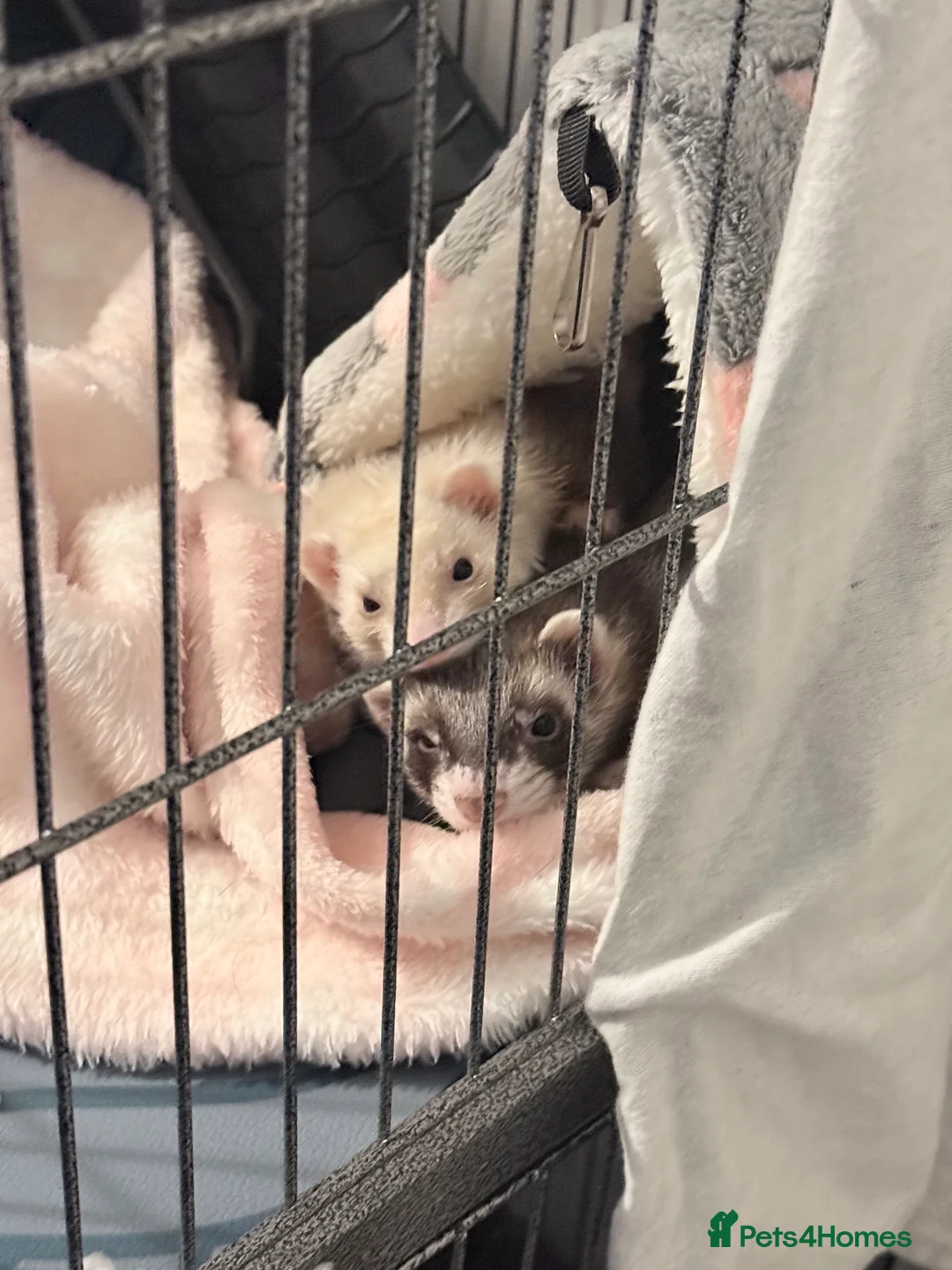 Ferret rodents for sale: 2 Female Ferrets in Stafford - Advert 2