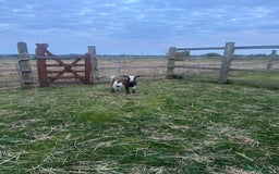Goats livestock for sale: Pygmy billy goat for sale - Image 8