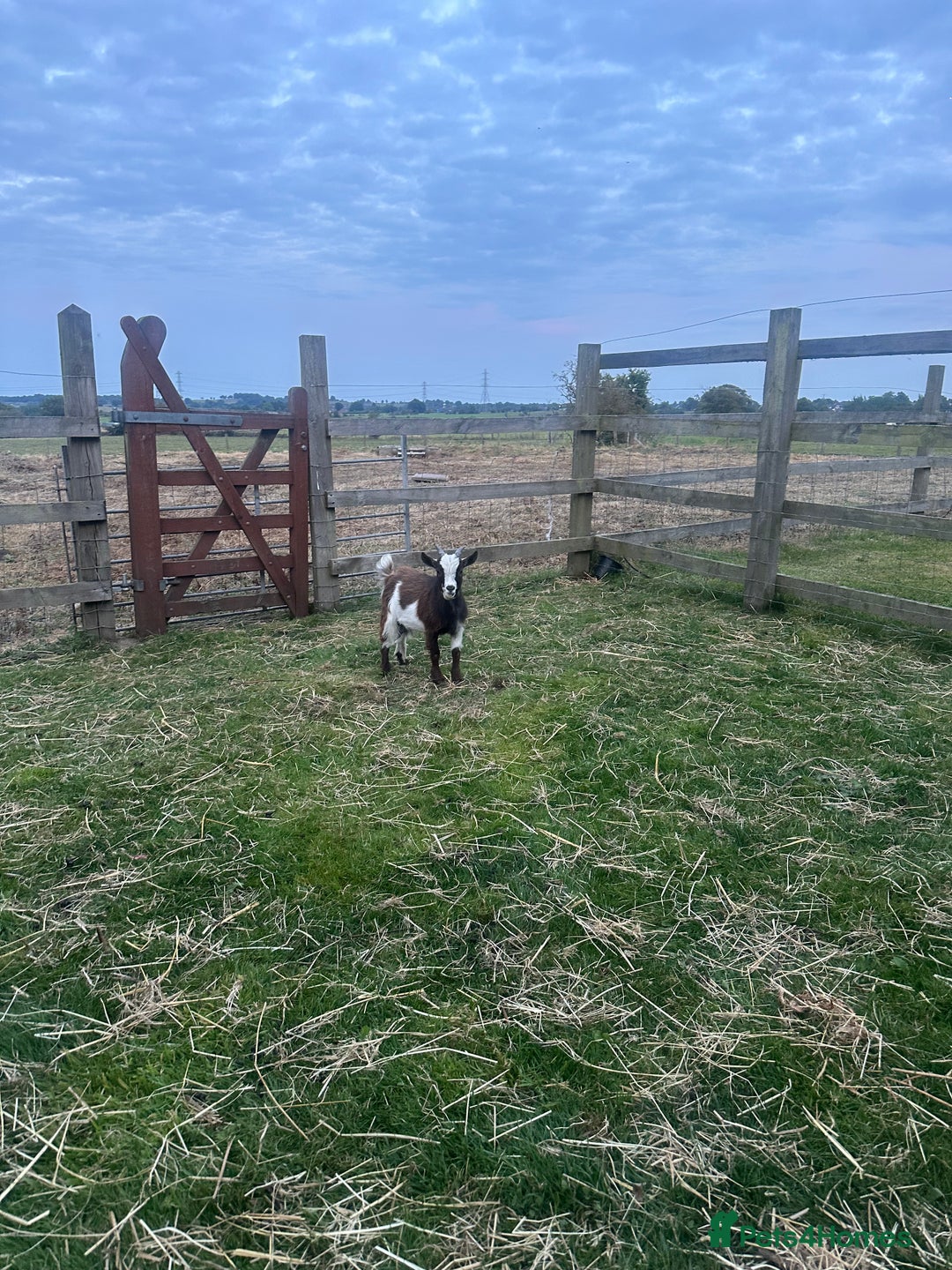 Goats livestock for sale: Pygmy billy goat for sale - Image 8