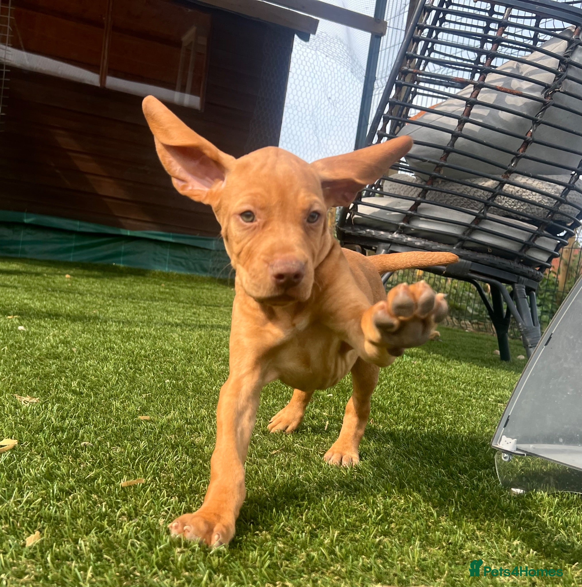 Hungarian Vizsla dogs Crufts Best in Show & Elite working Bloodlines - Advert 13