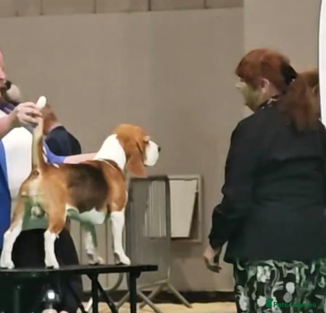 Beagle dogs for stud: Winner at Crufts 2025! in Tonbridge - Image 30