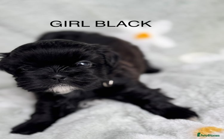 Shih Tzu dogs - Advert 1