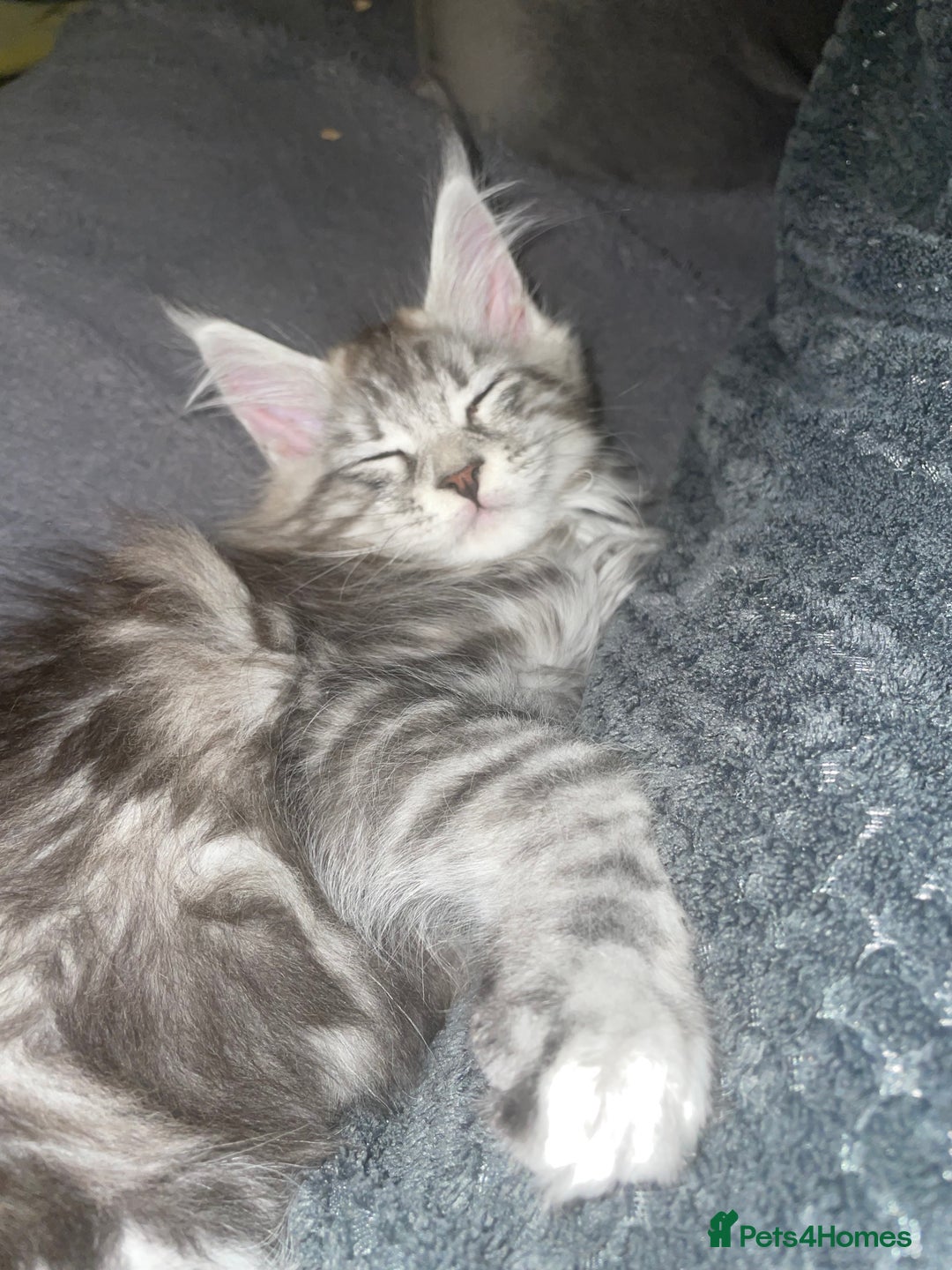 Maine Coon cats for sale: TICA registered Maine coon kittens  - Image 6