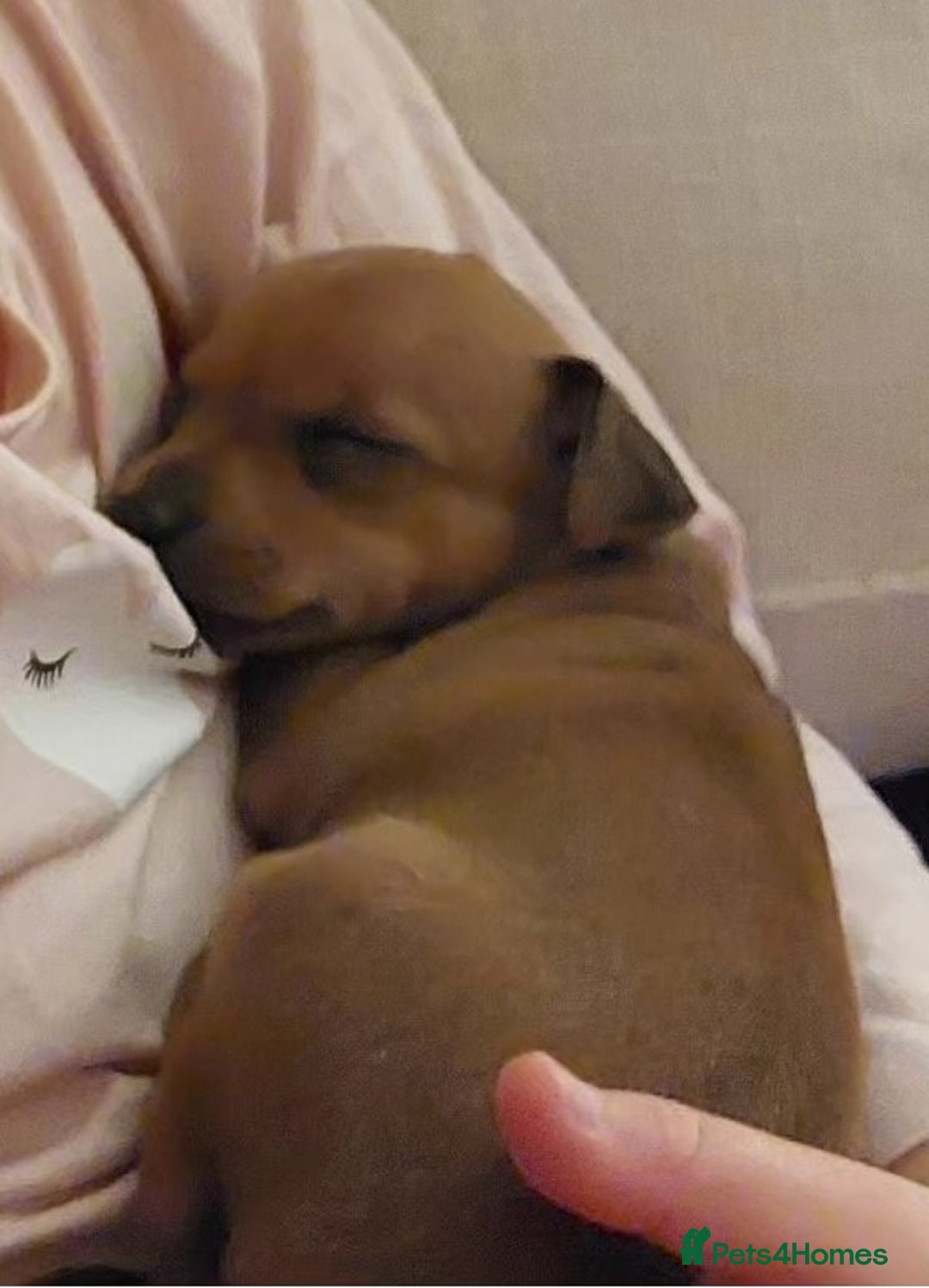 Miniature Pinscher dogs for sale: LAST PUPPY - LADYLUCKPINS KC MIN PINS - Advert 22