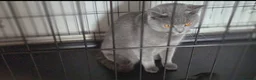 British Shorthair cats for sale: British shorthair queen  - Advert 1