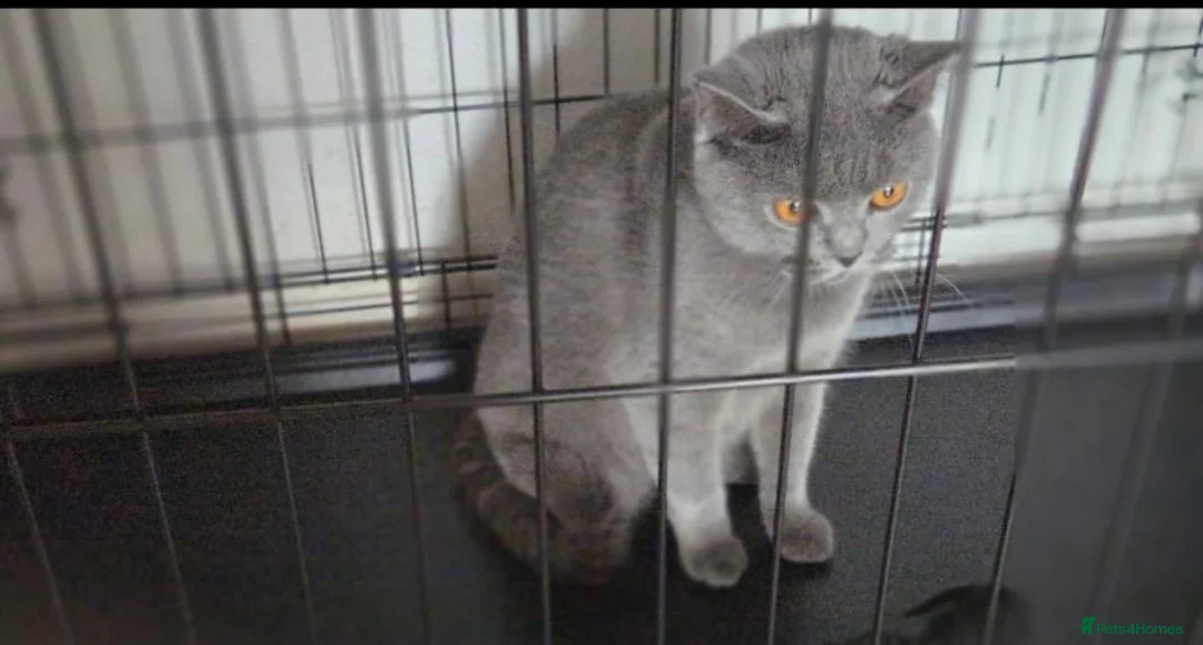 British Shorthair cats for sale: British shorthair queen  - Advert 1