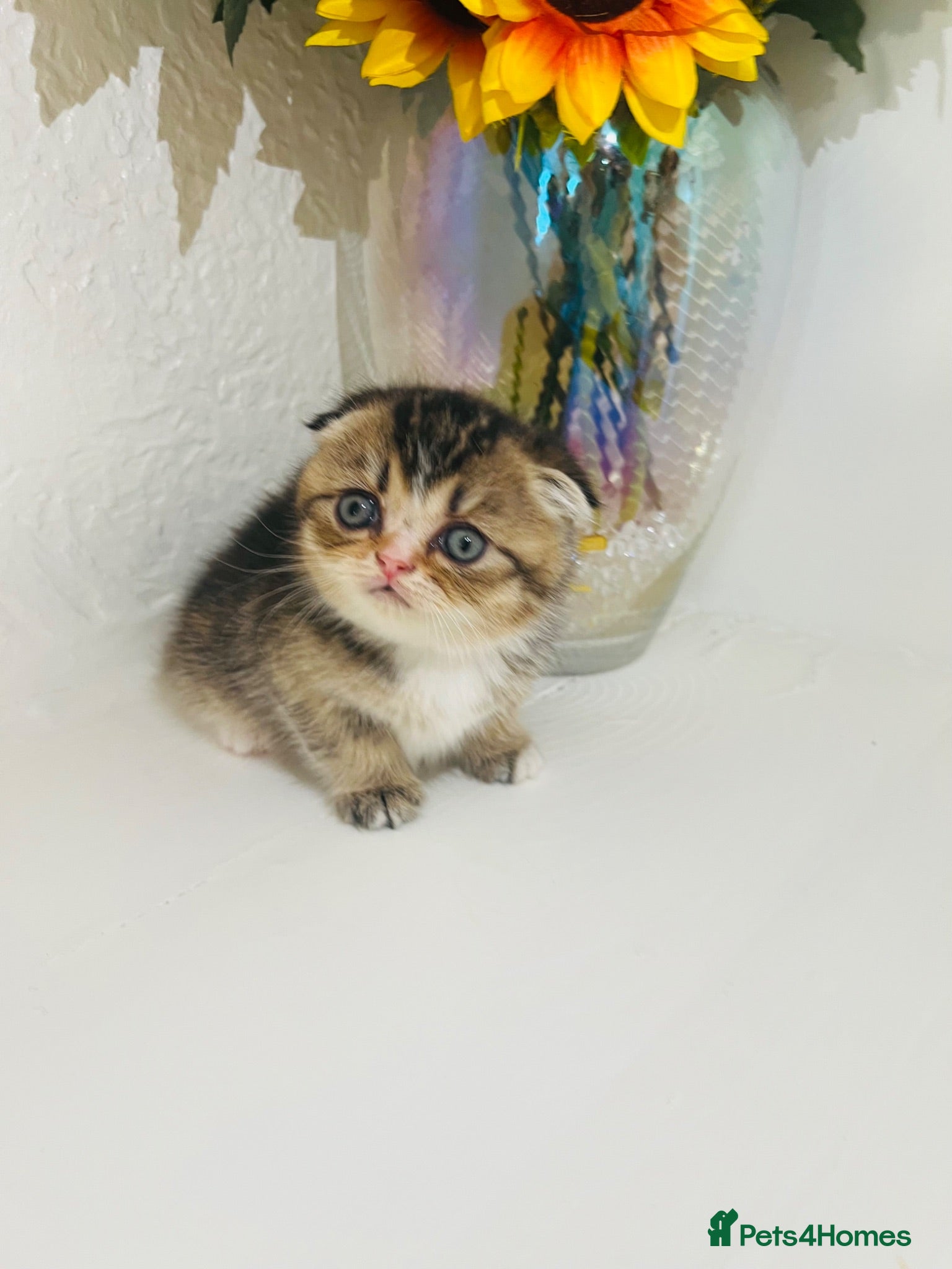 Scottish Fold cats 🥰Purebred Scottish folds looking for parents🐾 - Advert 2