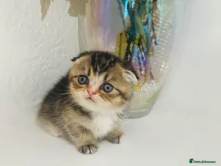 Scottish Fold cats 🥰Purebred Scottish folds looking for parents🐾 - Advert 2