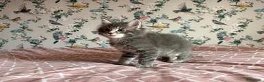 Maine Coon 1