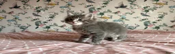 Maine Coon cats for sale: 4 beautiful playful Maine Coon kittens  in Glastonbury - Advert 4