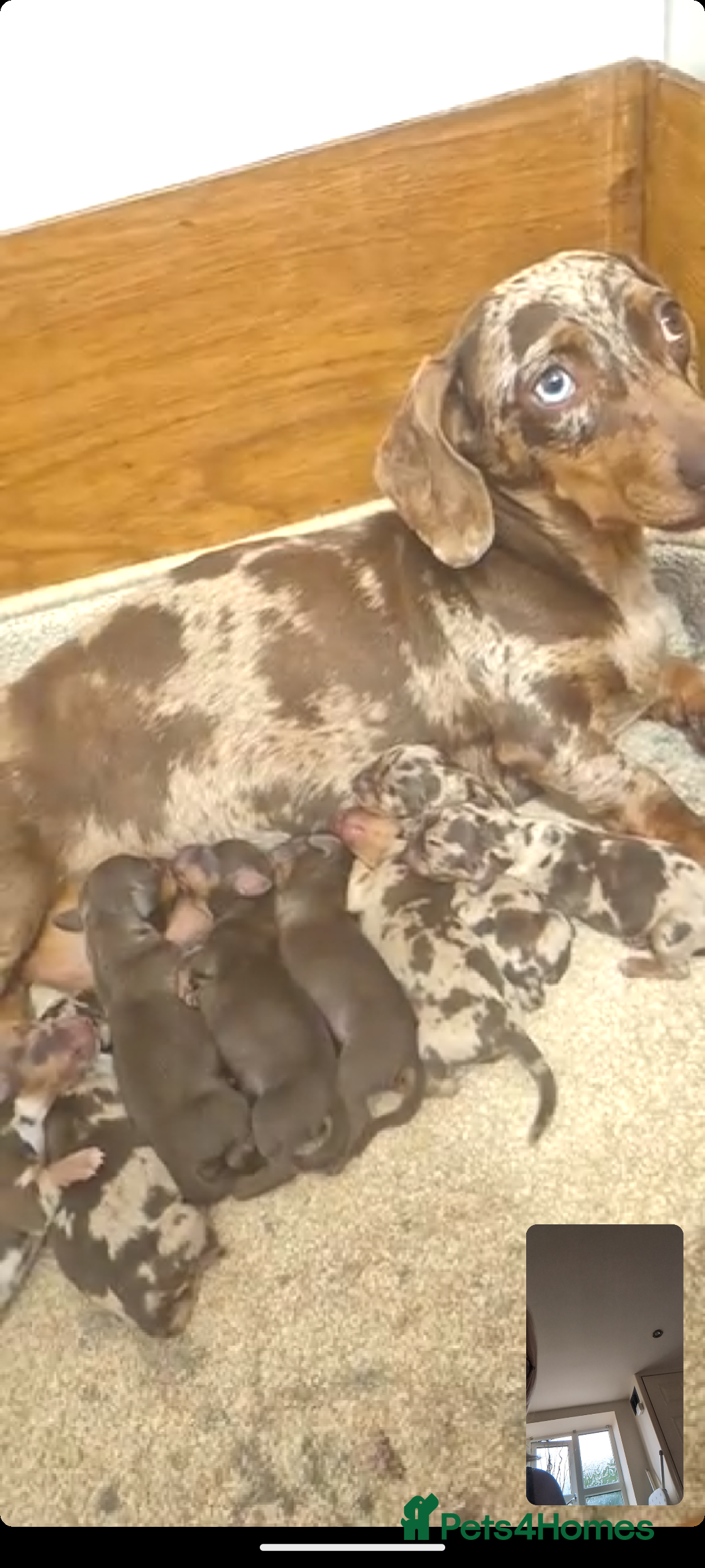 Miniature Dachshund dogs for sale: Miniature dachshund puppies - Image 1