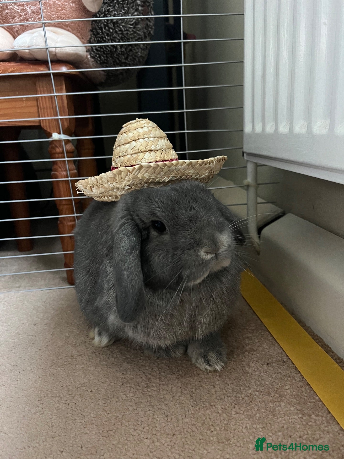 Mini Lop rabbits Grey Mini Lop Bunny - Advert 1