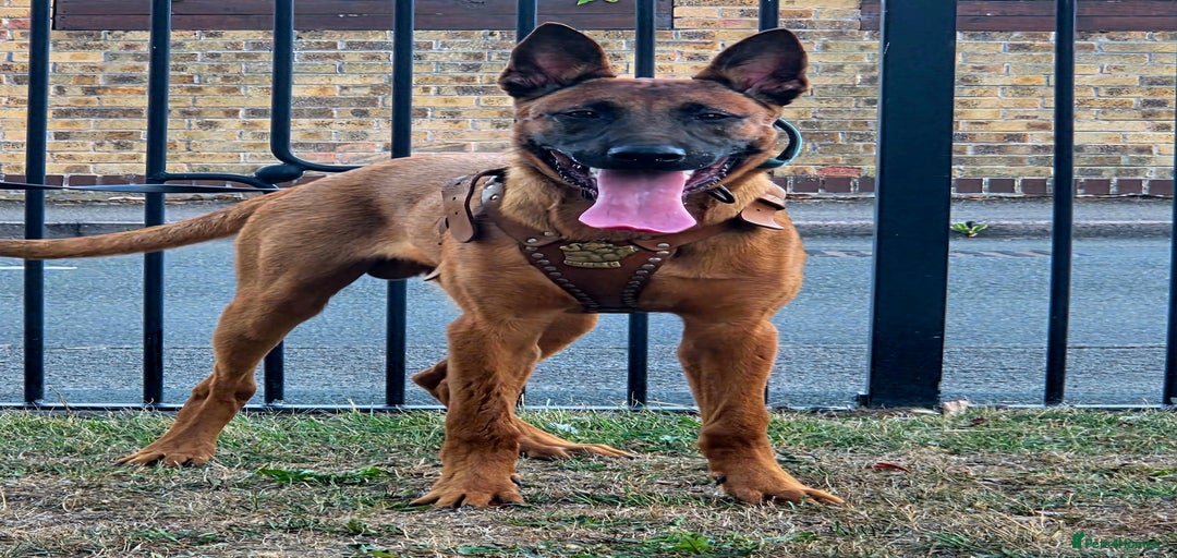 Gallery Image {{count}}