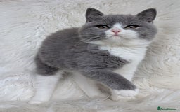 British Shorthair cats for sale: Amazing loving British shorthair kittens  - Image 18