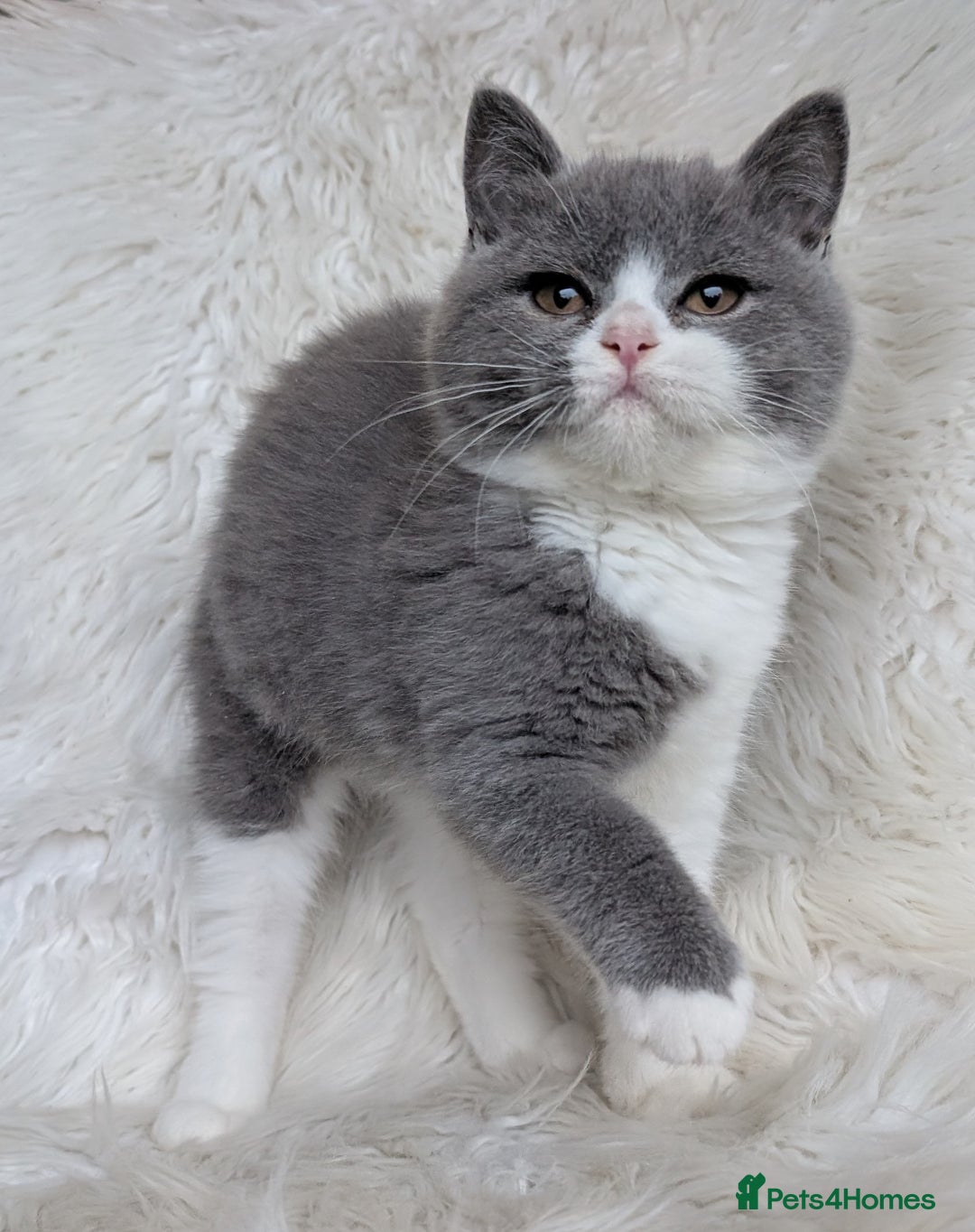 British Shorthair cats for sale: Amazing loving British shorthair kittens  - Image 18