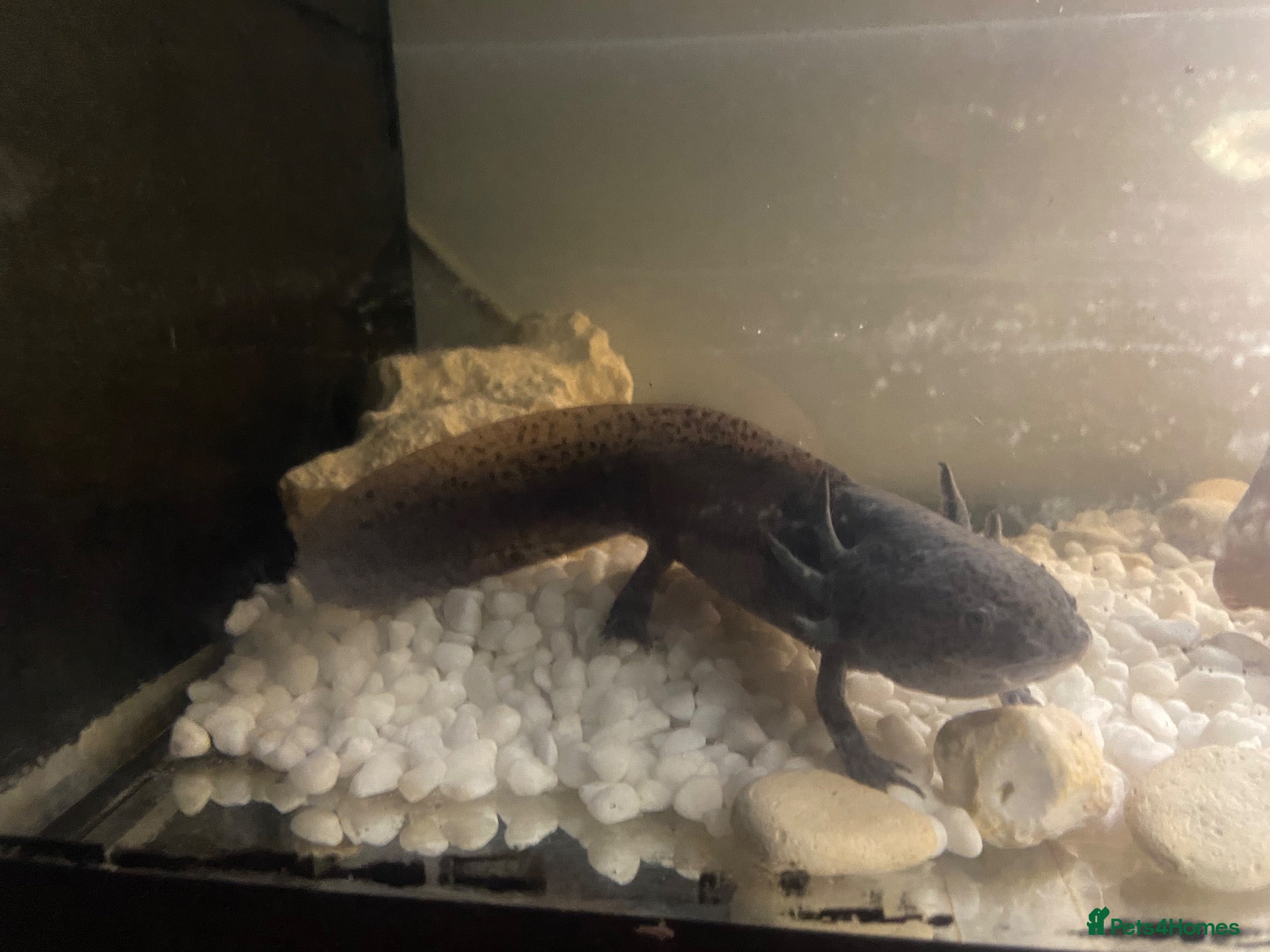 Axolotl reptiles for sale: Name pebbles  - Advert 1