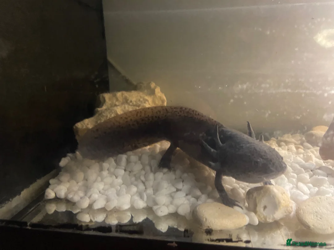 Axolotl reptiles for sale: Name pebbles  in Rainham - Advert 1