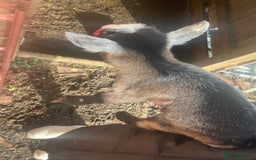 Goats livestock for sale: Pygmy goats  - Advert 4