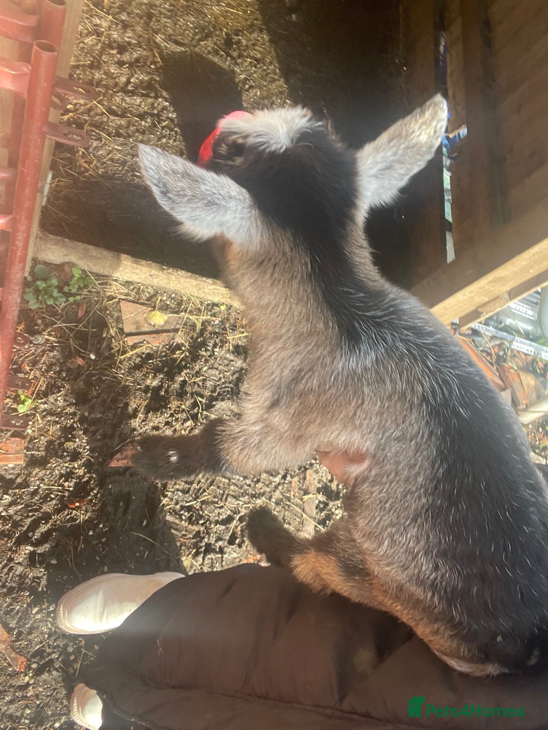 Goats livestock for sale: Pygmy goats  - Advert 4