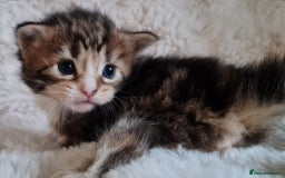 Maine Coon cats for sale: 100% Maine Coon Kittens DNA HEALTH TESTED PARENTS  - Image 23