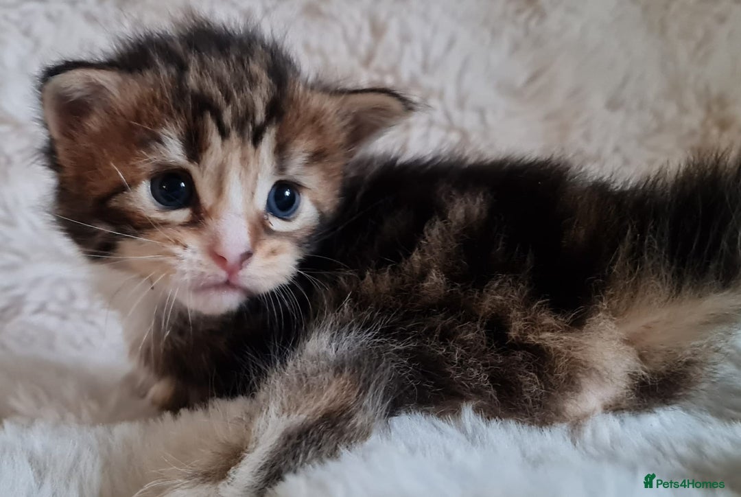 Maine Coon cats for sale: 100% Maine Coon Kittens DNA HEALTH TESTED PARENTS  - Image 23