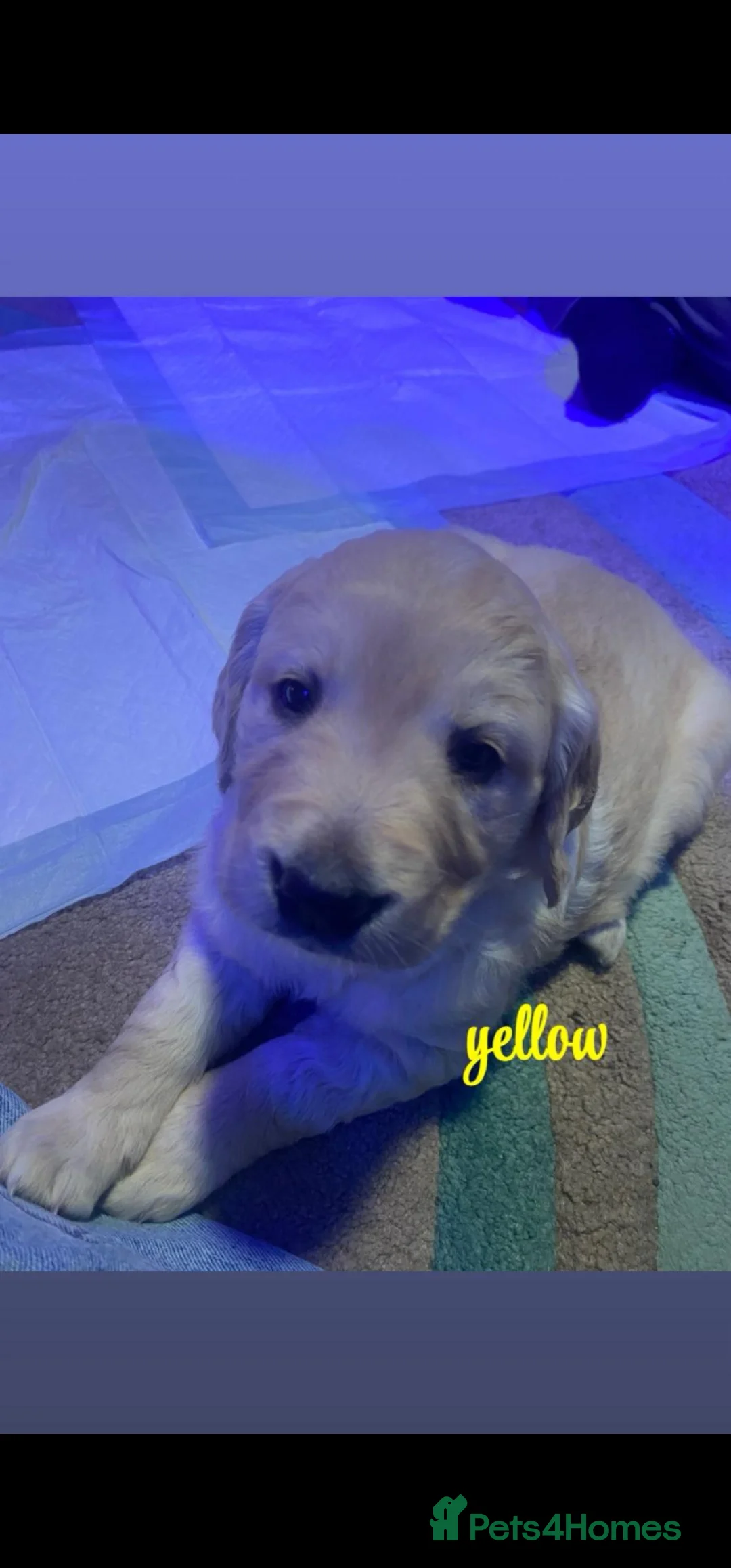 Golden Retriever dogs for sale: Gorgeous KC full pedigree golden retrievers  - Advert 5