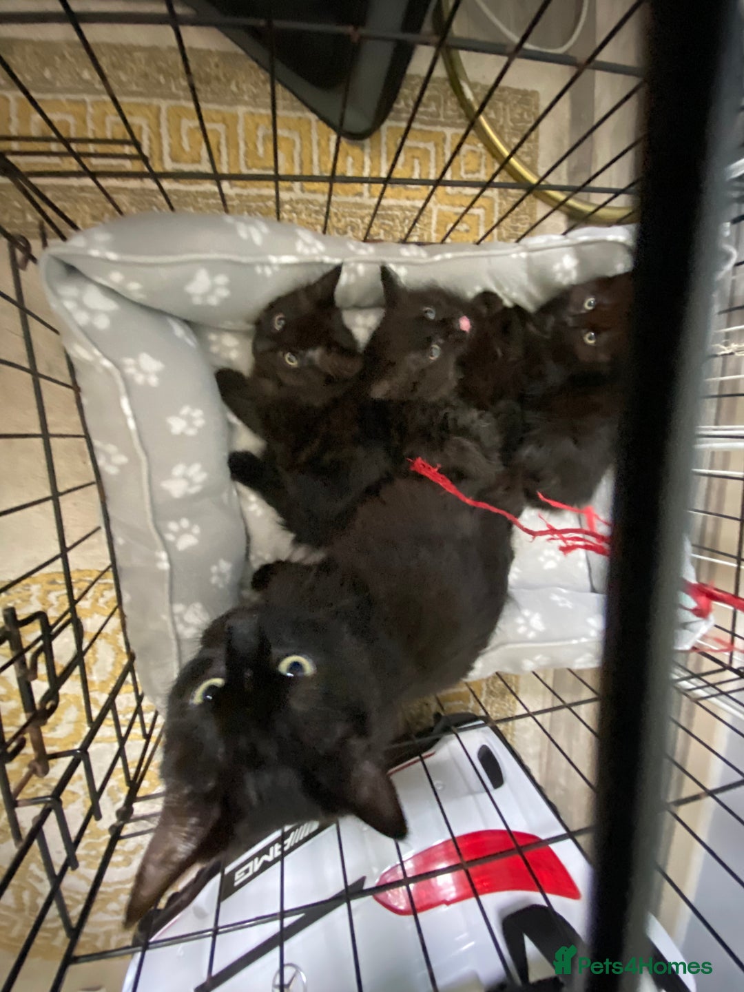 Norwegian Forest Cat cats for sale: Norwegian Forest Kittens - Image 5