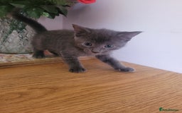 Mixed Breed cats for sale: Stunning kittens - Image 9
