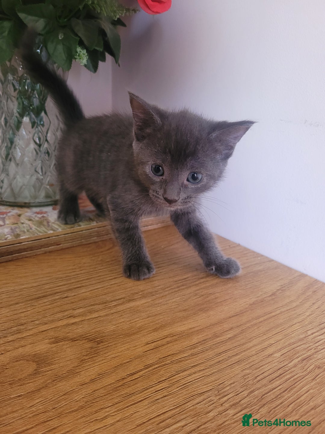 Mixed Breed cats for sale: Stunning kittens - Image 9