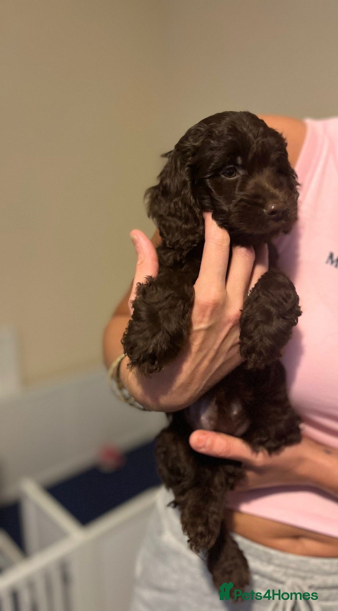 Cockapoo dogs for sale: Ready to leave Minature F1 PRA clear cockapoo pups - Image 30