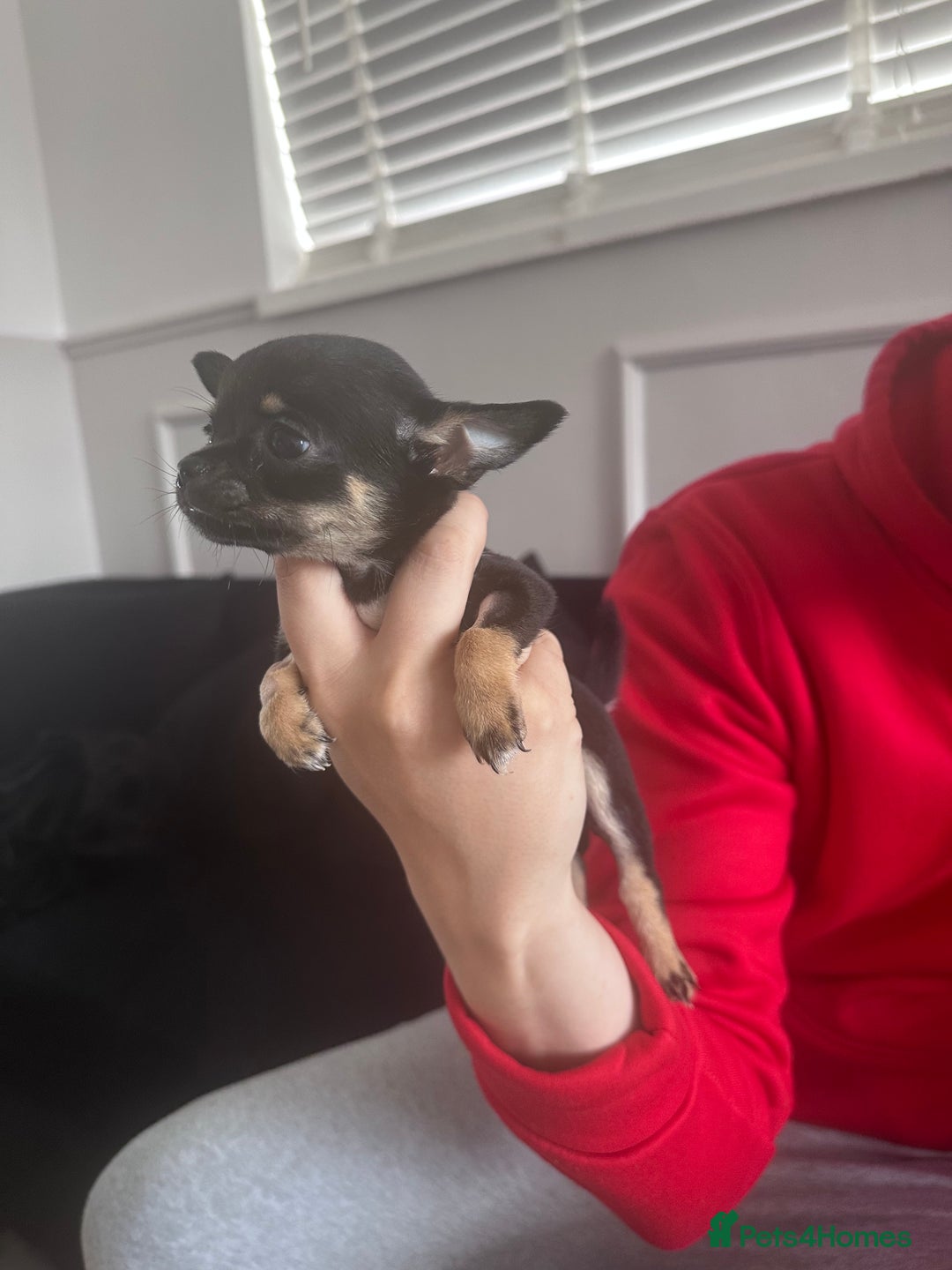 Chihuahua dogs for sale: Sweet Amy 🍬 - Image 5