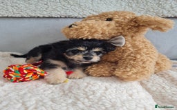 Chipoo dogs for sale: 4  Stunning chipoo puppies  - Image 5