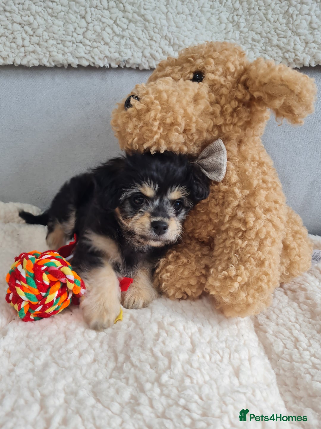 Chipoo dogs for sale: 4  Stunning chipoo puppies  - Image 5