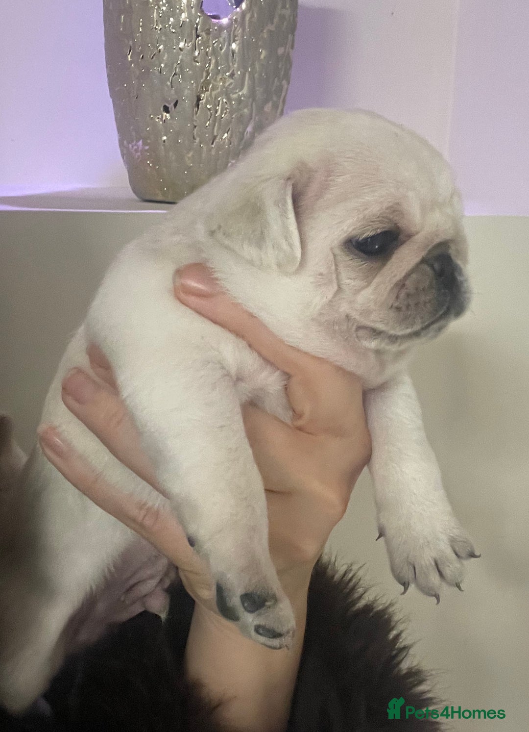 Pug dogs for sale: Beautiful pugs  - Advert 12