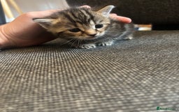 Mixed Breed cats for sale: ✨ Kittens for Sale ✨ - Image 3
